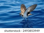 A White-faced Storm Petrel standing on water