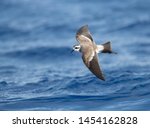 White-faced Storm-Petrel (Pelagodroma marina) flying over the Atlantic Ocean off the Madeira islands. Seen from above.