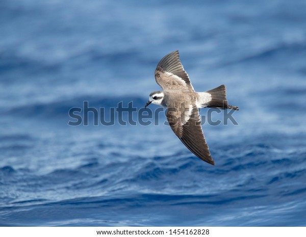 White-faced\
Storm-Petrel (Pelagodroma marina) flying over the Atlantic Ocean\
off the Madeira islands. Seen from\
above.