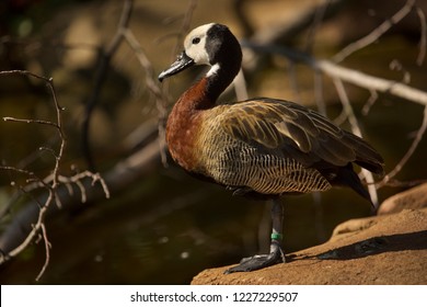 1 025 White Faced Whistling Duck Images Stock Photos Vectors   Whitefaced Whistling Duck Dendrocygna Viduata 260nw 1227229507 