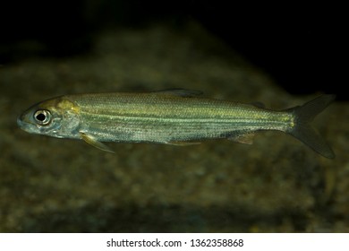 Whitefish (Coregonus Wartmanni).