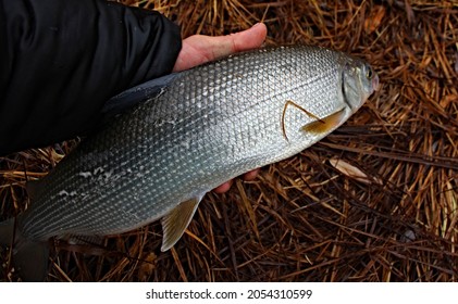 whitefish fish in hand on a background of yellow grass