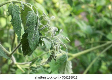 Whiteflies On A Tomato Leaf. White Flies