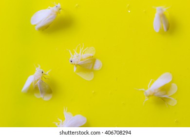 Whiteflies Trapped
