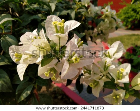 #whiteflower #bounganvillea #beautiful #blossoms #nature