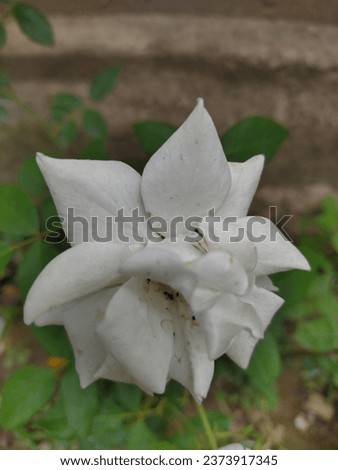 Whiteflower with green leaves at Garden