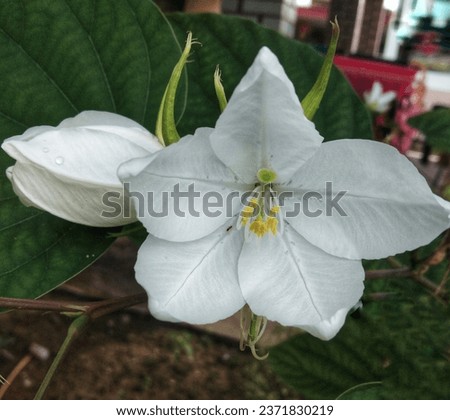 whiteflower from nature for this season