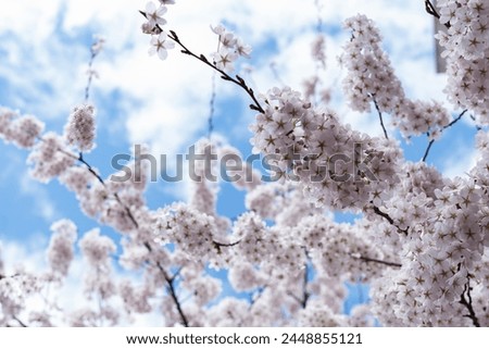 A whiteflowered tree against a blue sky in a natural landscape