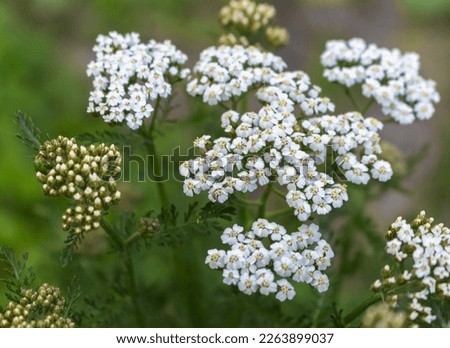 white-flowered yarrow plant, medicinal bitter plant

