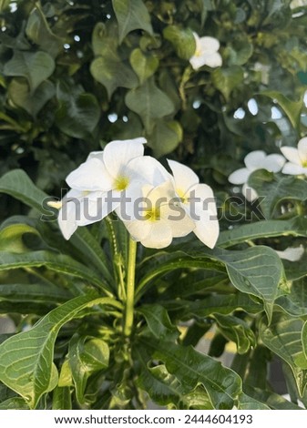 #whiteflowers #nature #flower #naturephotography #flowerphotography #white #photography #flowerstagram #flowersofinstagram #whiteflower #macro #garden #naturelovers #flowerpower #gardening #p