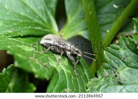 White-fringed Weevil (Naupactus leucoloma) resting on a green leaf.