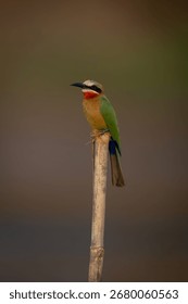 White-fronted bee-eater faces camera on bamboo post