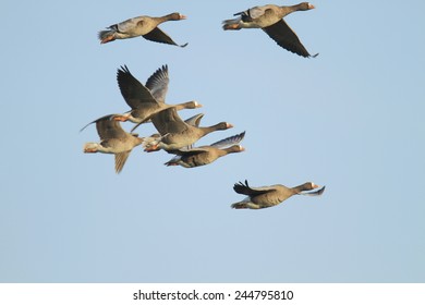 White-fronted Goose, Anser Albifrons