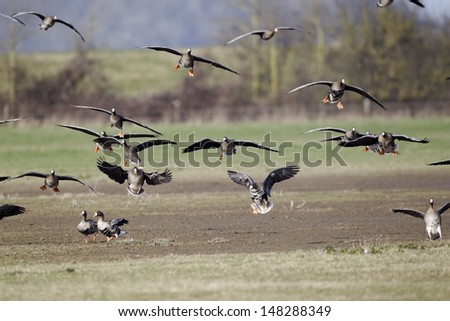 Similar – Image, Stock Photo White-fronted geese