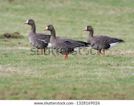 Similar – Image, Stock Photo White-fronted geese