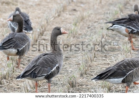 Similar – Image, Stock Photo White-fronted geese