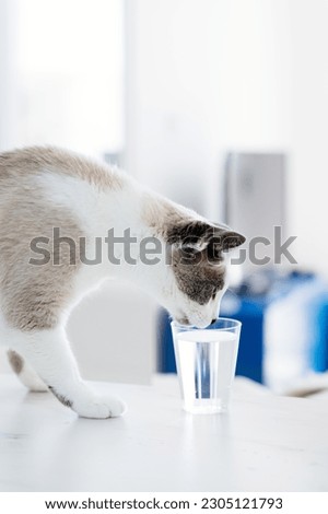 White-gray cat drinking water from the glass. The cat feel thirsty. Domestic cat at the kitchen. Cute pet