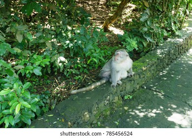 A white-grey monkey