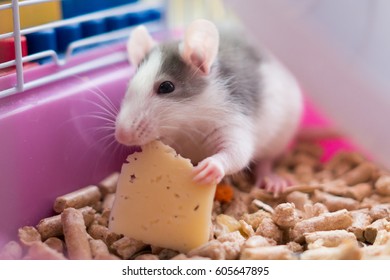 White-grey Rat Eating Cheese In The Cage