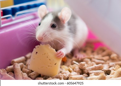 White-grey Rat Eating Cheese In The Cage