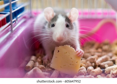 White-grey Rat Eating Cheese In The Cage