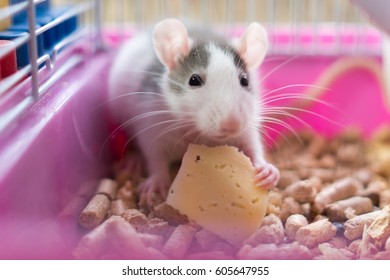 White-grey Rat Eating Cheese In The Cage