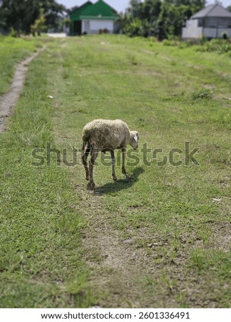 A white-haired goat was separated from its group while looking for food.