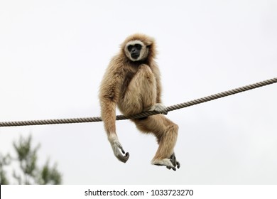 White-handed Gibbon 6