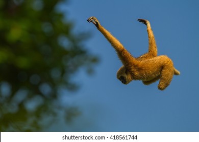 White-handed Gibbon Female Swinging In The Nature.