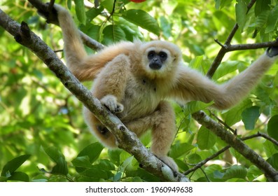 White-handed gibbon or Gibbons on trees, gibbon hanging from the tree branch. Animal in the wild, Khao Yai National Park, Thailand - Shutterstock ID 1960949638