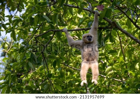 White-handed gibbon or Gibbons on trees, gibbon hanging from the tree branch. Animal in the wild, Khao Yai National Park, Thailand.