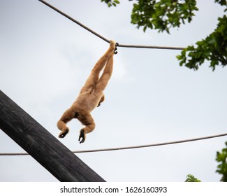 White-handed Gibbon Swinging Off Ropes In A Zoo