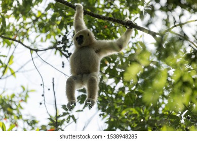 White-handed Gibbon Swinging On Tree Branches