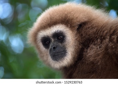 White-handed gibbons face on the forest - Shutterstock ID 1529230763