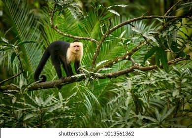 White-headed Capuchin, black monkey sitting on tree branch in the dark tropic forest. Wildlife Costa Rica.