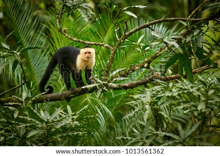 White-headed Capuchin, black monkey sitting on tree branch in the dark tropic forest. Wildlife Costa Rica.