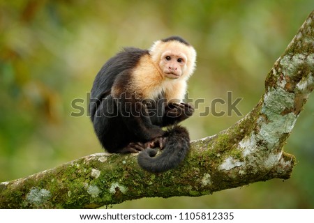 White-headed Capuchin, black monkey sitting on tree branch in the dark tropical forest. Wildlife of Costa Rica. Travel holiday in Central America. 