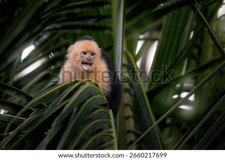 White-headed Capuchin, black monkey sitting on the tree branch in the dark tropical forest. Costa Rica nature. Cebus imitator momkey in the morning forest light, Corcovado NP, Costa Rica.