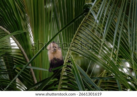 White-headed Capuchin, black monkey sitting on the palm tree leaf branch in the dark tropical forest. Cebus imitator momkey in the morning forest light, Corcovado NP, Costa Rica. Costa Rica nature. 