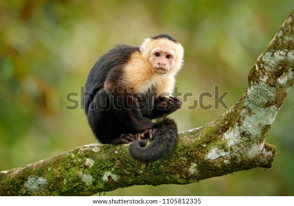 黒い熱帯の森の木の枝に座る黒い猿の頭の白いカプチン コスタリカの野生生物 中米の旅行旅行の祝日 の写真素材 今すぐ編集