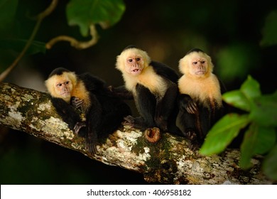 White-headed Capuchin, Cebus Capucinus, Black Monkeys Sitting On The Tree Branch In The Dark Tropical Forest, Animals In The Nature Habitat, Wildlife Of Costa Rica.