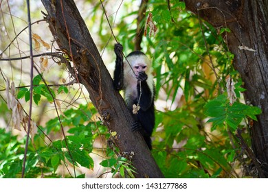 A white-headed capuchin monkey (cebus capucinus) on a tree  in Peninsula Papagayo, Guanacaste, Costa Rica - Shutterstock ID 1431277868