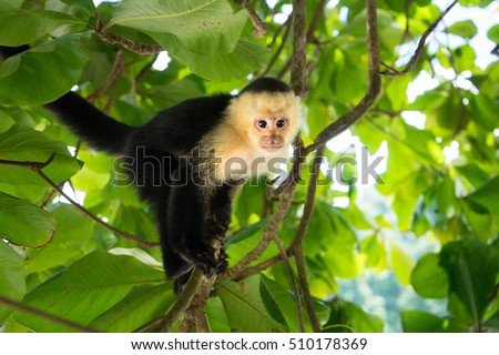 White-Headed Capuchin monkey in Manuel Antonio, the rainforest of Costa Rica