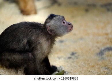 White-headed Capuchin New World Monkey Of The Subfamily Cebinae. Photography Of Nature And Wildlife.