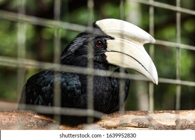 White-headed Endangered Bornean Hornbill Sitting Behind The Bars, Sarawak, Malaysia.