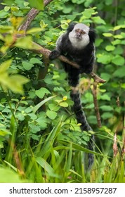 The white-headed marmoset (Callithrix geoffroyi), also known as the tufted-ear marmoset, Geoffroy's marmoset, or Geoffrey's marmoset