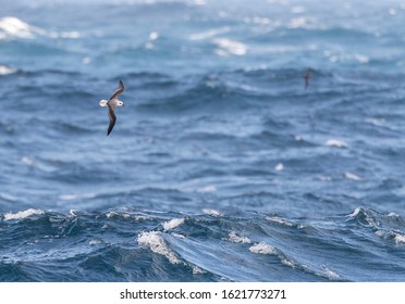 White-headed Petrel (Pterodroma Lessonii) Flying Above The Southern Pacific Ocean Near New Zealand. Banking Over Th Ocean During A Fierce Storm.