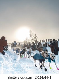 Whitehorse, Yukon / Canada - February 2 2019: Yukon Quest Dog Sled Race Start 