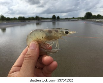 Whiteleg Shrimp, Litopenaeus Vannamei