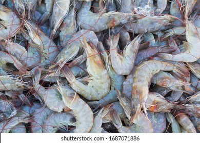 Whiteleg Shrimp, Pacific White Shrimp